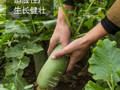 冰糖脆萝卜种籽大全水果白红皮樱桃萝卜蔬菜种孑种子四季阳台种植图3