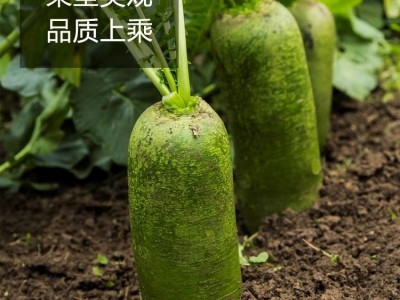 冰糖脆萝卜种籽大全水果白红皮樱桃萝卜蔬菜种孑种子四季阳台种植图4