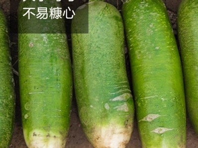 冰糖脆萝卜种籽大全水果白红皮樱桃萝卜蔬菜种孑种子四季阳台种植图5