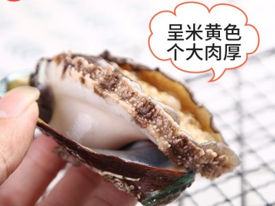 一件代发鲍鱼 海鲜带壳活冻鲍鱼酒店婚宴食材批发真空包装批发图5