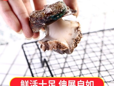 一件代发鲍鱼 海鲜带壳活冻鲍鱼酒店婚宴食材批发真空包装批发图3