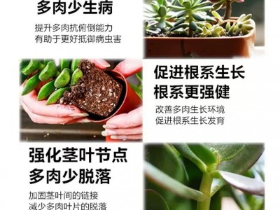 厂家供应八个老头多肉度夏宝植物抗逆护理液多肉专用营养液抗高温图2