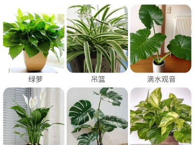 厂家供应八个老头多肉度夏宝植物抗逆护理液多肉专用营养液抗高温图5