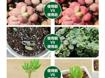 厂家供应八个老头多肉度夏宝植物抗逆护理液多肉专用营养液抗高温图3