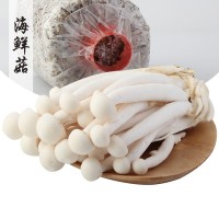 新鲜海鲜菇白玉菇食用菌菇类煲汤新鲜蔬菜蘑菇制品饭店批发实惠