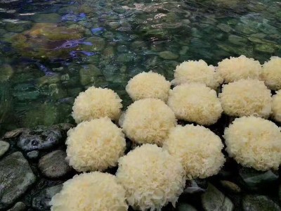 现摘新鲜银耳1棒3朵鲜白木耳雪耳木耳鲜活银耳图4