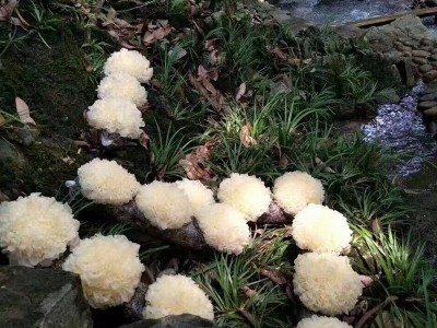 现摘新鲜银耳1棒3朵鲜白木耳雪耳木耳鲜活银耳图5