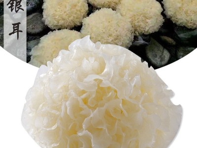 现摘新鲜银耳1棒3朵鲜白木耳雪耳木耳鲜活银耳图1