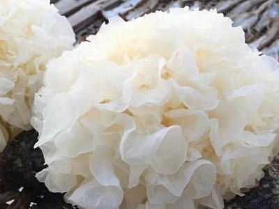 现摘新鲜银耳1棒3朵鲜白木耳雪耳木耳鲜活银耳图3