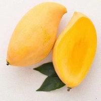 【一件代发】云南鹰嘴芒新鲜水果整箱芒果10斤当季水仙金煌大青皮