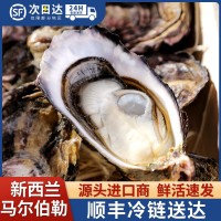 新西兰进口马尔伯勒生蚝鲜活生蚝大量批发西餐厅蚝吧酒店直供新鲜