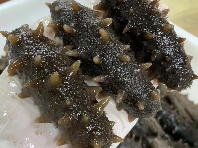 半干大连海参大连鲜活打捞野生辽参干货海生刺参大连拉缸半干海参图2