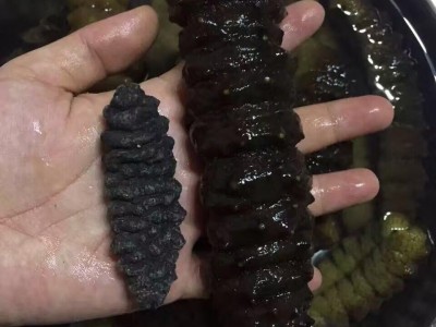 工厂海参批发优选纯淡干黑龙纹加勒比螺纹刺参海产原货足干非养殖图2