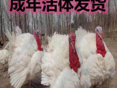 优质散养活体火鸡苗 半大青铜火鸡价格 巨型尼古拉火鸡鸡苗包邮图2