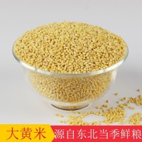 东北大黄米批发黏糕米去壳新黍子米包粽子米大颗粒粘黄米25kg