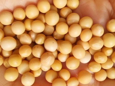 批发东北黄豆大豆农家自产黄豆榨豆浆生豆芽豆腐散装五谷杂粮黄豆图2