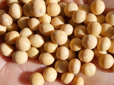 批发东北黄豆大豆农家自产黄豆榨豆浆生豆芽豆腐散装五谷杂粮黄豆图3