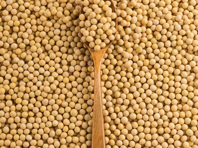 批发东北黄豆大豆农家自产黄豆榨豆浆生豆芽豆腐散装五谷杂粮黄豆图4