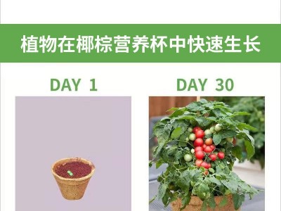 椰棕育苗盆营养杯 绿植生长盆园艺用品可移植直接入土椰棕花盆图3