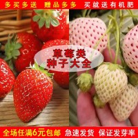 红草莓白草莓种子四季蔬菜种籽家庭园艺盆栽小院种孑易成活