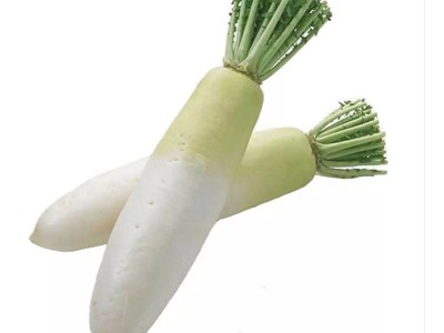 白萝卜种子四季蔬菜种籽家庭园艺盆栽小院种植植物种孑易成活图4