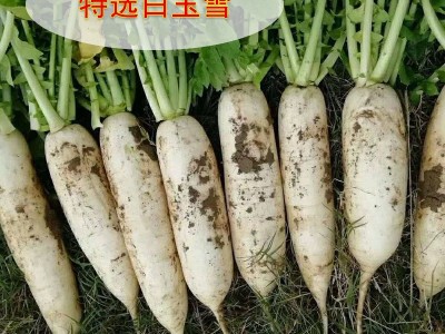 白萝卜种子四季蔬菜种籽家庭园艺盆栽小院种植植物种孑易成活图3
