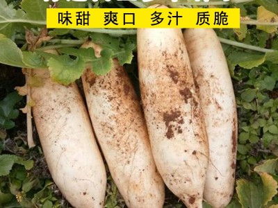白萝卜种子四季蔬菜种籽家庭园艺盆栽小院种植植物种孑易成活图2