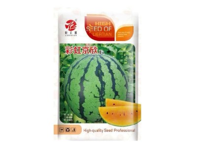 粒尓田彩虹京欣 京欣西瓜种子 薄皮彩虹瓤西瓜种子 棚室吊蔓种植图5