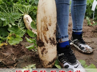 十斤王萝卜种子 春不老南畔洲白萝卜种籽 不空心四季蔬菜种子图2