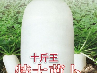 十斤王萝卜种子 春不老南畔洲白萝卜种籽 不空心四季蔬菜种子图1