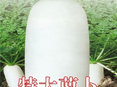十斤王萝卜种子 春不老南畔洲白萝卜种籽 不空心四季蔬菜种子图4