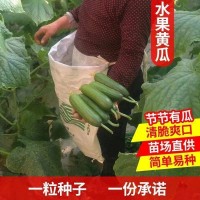 无刺水果黄瓜种子 荷兰进口水果黄瓜种籽 小黄瓜乳瓜子种全国包邮