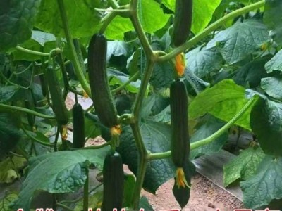 无刺水果黄瓜种子 荷兰进口水果黄瓜种籽 小黄瓜乳瓜子种全国包邮图2