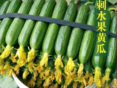 无刺水果黄瓜种子 荷兰进口水果黄瓜种籽 小黄瓜乳瓜子种全国包邮图3