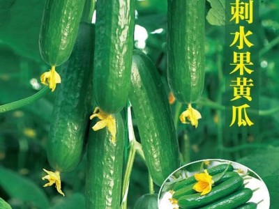 无刺水果黄瓜种子 荷兰进口水果黄瓜种籽 小黄瓜乳瓜子种全国包邮图4