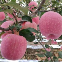 红富士苹果新鲜新鲜水果产地直供批发脆甜多汁【一件代发包邮】