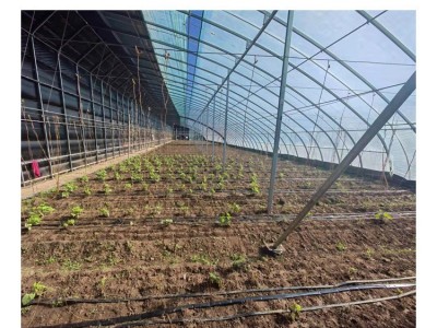 日光温室大棚厂家 农业蔬菜花卉种植棚椭圆管拱棚冬季保 温棉被暖图5