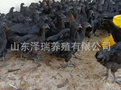 散养绿壳黑蛋鸡五黑一绿鸡苗五黑蛋鸡 小鸡苗养殖出售活体五黑鸡图2