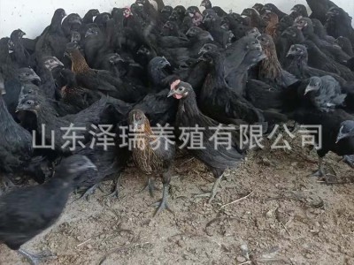 散养绿壳黑蛋鸡五黑一绿鸡苗五黑蛋鸡 小鸡苗养殖出售活体五黑鸡图4