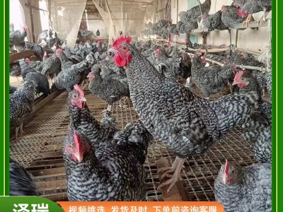 一斤左右的纯种芦花鸡活鸡脱温鸡半大鸡土鸡芦花鸡小鸡幼苗图2
