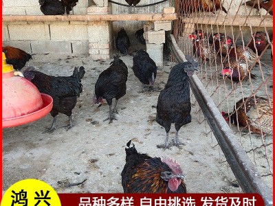 山东发货脱温土鸡苗 产蛋高的绿壳蛋鸡苗 乌骨土鸡五黑一绿鸡苗价图4