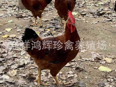 半斤大纯种九斤红活苗大红公鸡活体鸡苗红玉380鸡苗脱温小鸡幼崽图4