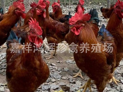 半斤大纯种九斤红活苗大红公鸡活体鸡苗红玉380鸡苗脱温小鸡幼崽图2