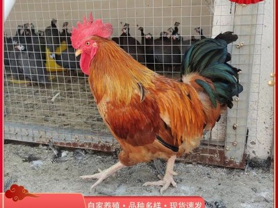 半斤大纯种九斤红活苗大红公鸡活体鸡苗红玉380鸡苗脱温小鸡幼崽图3
