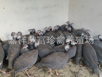 出售活体脱温珍珠鸡苗成年珍珠鸡价格 珍珠鸡苗多少钱一只图3