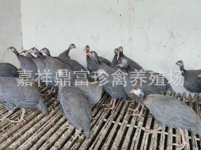 出售活体脱温珍珠鸡苗成年珍珠鸡价格 珍珠鸡苗多少钱一只图5