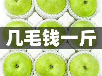 砀山青梨图2