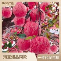 【脆甜多汁】山东烟台红富士苹果生鲜水果新鲜应季脆甜整箱批发