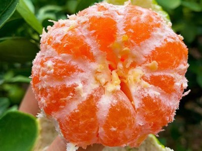 云南青皮蜜桔蜜橘新鲜当季水果橘子酸甜产地直发一件代发图2