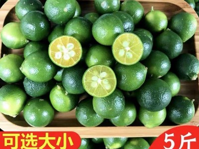小金桔海南青金桔小青柠新鲜水果奶茶店专用整箱包邮量大从优包邮图2